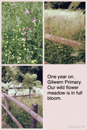 Gilwern School Wildflower Meadow